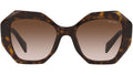 PR 16WS tortoise